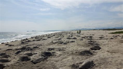 Arriban Mil Tortugas Para Desovar En La Costa De Oaxaca