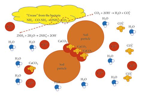 Biochemical Process Via Ureolysis Inducing Caco Precipitation