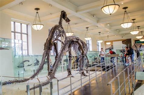 American Museum Of Natural History Prezzi Orari Biglietti E Come