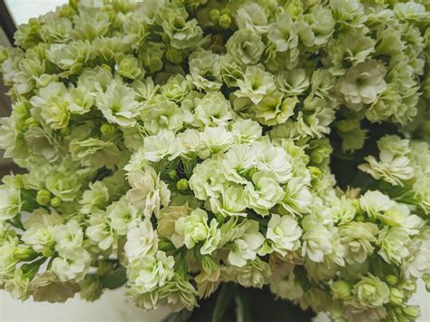 Photo Of White Kalanchoe Blossfeldiana Commonly Cultivated House