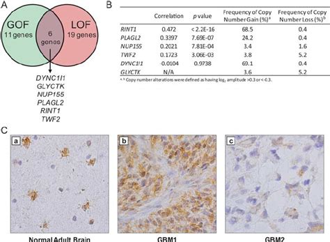 Integration Of Low Complexity Genetic Screens Identified Candidate GBM