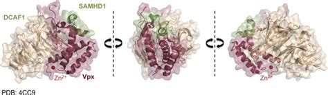 Vpx Samhd Ctd Dcaf Ctd Complex Structure Shown Is The Co Crystal