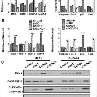 CCND1 Expression Of Patients With Astrocytoma A CCND1 MRNA And