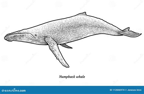 Humpback Whale Illustration Drawing Engraving Ink Line Art Vector