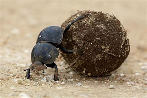 45 Curiosidades Del Escarabajo Pelotero LO QUE NO SABIAS