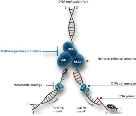 Discovery Chemistry And Preclinical Development Of Pritelivir A