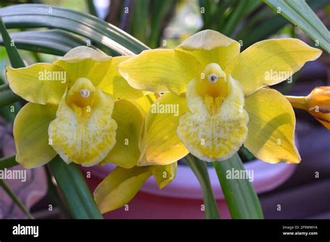 Orchid Yellow Cymbidium Hi Res Stock Photography And Images Alamy