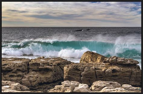 Moes Rock Whales 2019 The Whale Migration Is In Full Swing Flickr