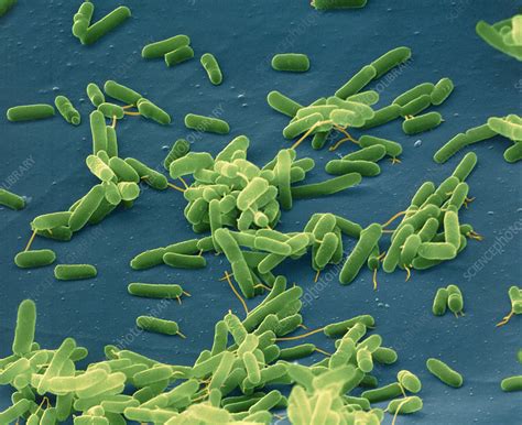 Pseudomonas Aeruginosa Bacteria Stock Image B Science