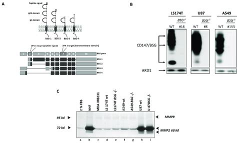 Zinc Finger Nucleases Knock Out Of Basigin Cd Gene In Tumour Cells