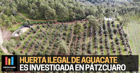 Investigan En P Tzcuaro A Presunto Responsable De Plantar Huerta Ilegal