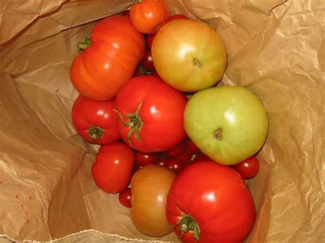 The Fastest Way To Ripen Tomatoes Indoors Country Living How To