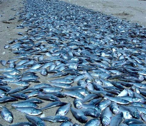 Suffering in the heat: the rise in marine heatwaves is harming ocean