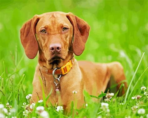 Cute Hungarian Vizsla Paint By Numbers Paintings By Numbers