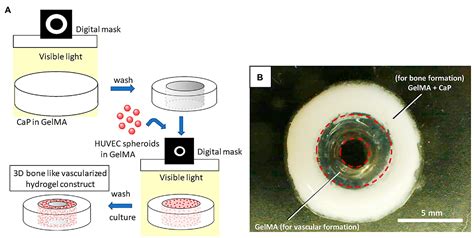 Frontiers D Bioprinting Of Vascularized Tissues For In Vitro And In