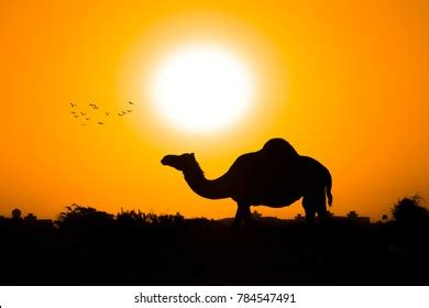 Camel Silhouette Sunset Background Stock Photo 784547491 | Shutterstock