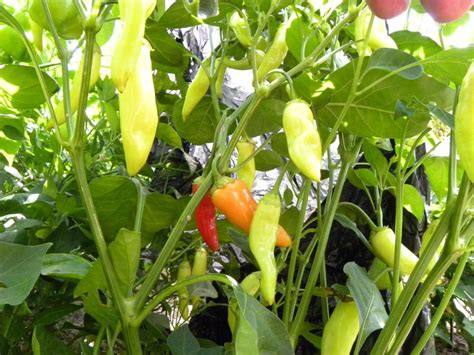 Hot Pepper (Capsicum baccatum 'Aji Crystal') in the Peppers Database ...