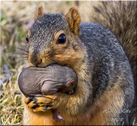 squirrel carrying baby : r/aww