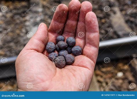 Iron Ore Taconite Pellets in a Worker Hand Stock Image - Image of ...