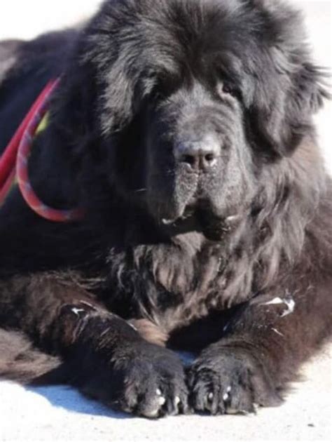 L Istruttore E L Ultimo Saluto Al Cane Bagnino Franz Nel Lago Di