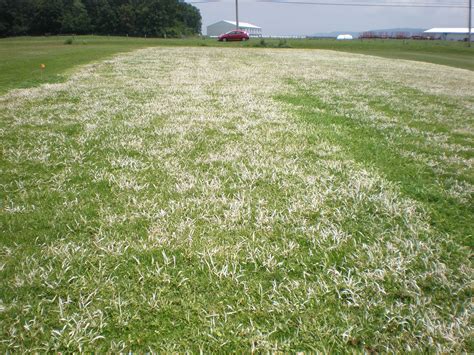 Postemergence Control Of Crabgrass And Other Annual Grasses In Turf Penn State Turfgrass