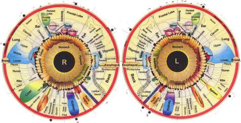 12 Best iridology charts+Left Eye chart+Right Eye Chart - MAIKONG ...