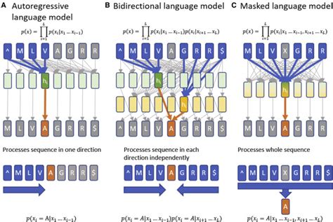 Learning The Protein Language Evolution Structure And Function Cell