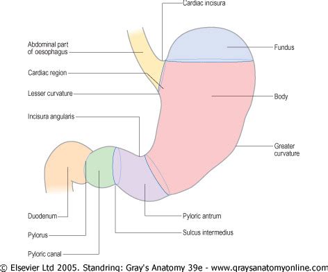 Stomach Liver And Spleen Flashcards Quizlet