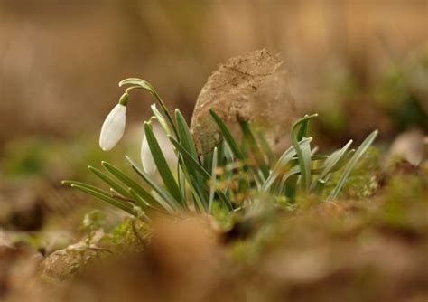 Free Images Nature Branch Light Plant White Lawn Meadow