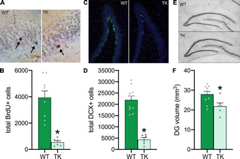 Inhibition of Hippocampal Neurogenesis Starting in Adolescence ...