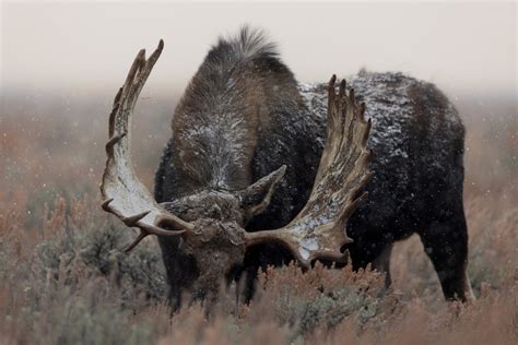 A moose with large antlers standing in a field photo – Free Backgrounds ...