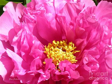 Pink Tree Peony Photograph by Yumi Johnson - Fine Art America