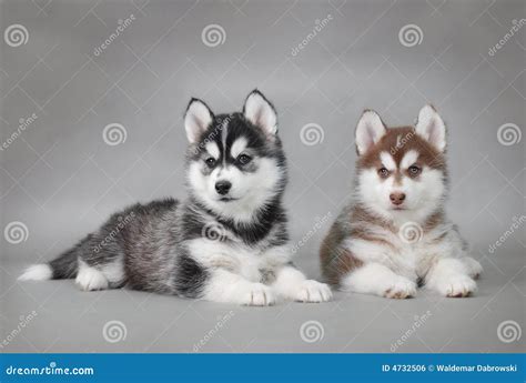 Cuccioli Del Cane Del Husky Fotografia Stock Immagine Di Gioco