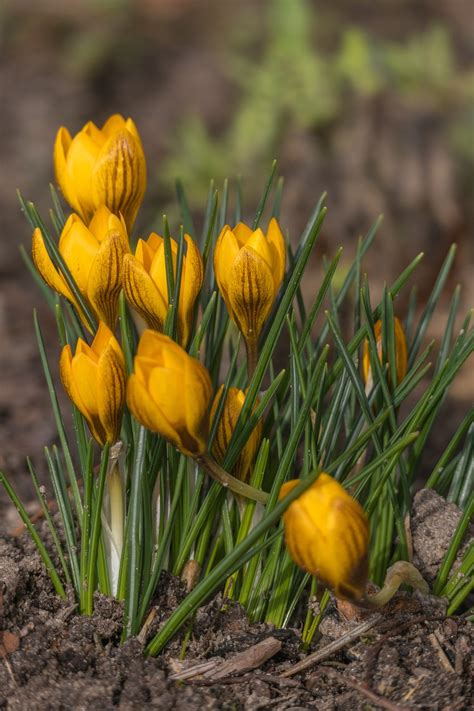 Warna Kuning Kemerahan Bunga Alam Foto Gratis Di Pixabay Pixabay