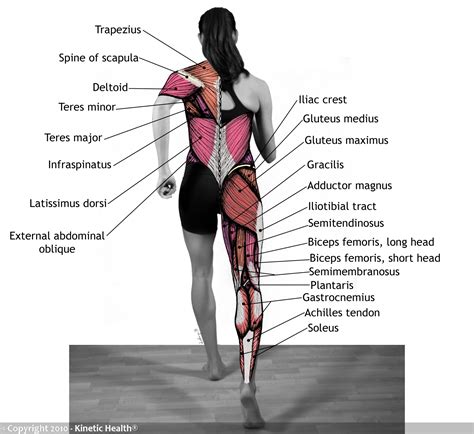 Kinetic Health Calgary Knee Injuries And The Kinetic Chain