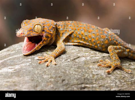 Tokay Gecko Tokee Gekko Gecko Gecko Gecko With Mouth Open Stock