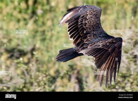 Scenes From Aransas National Wildlife Refuge Stock Photo Alamy