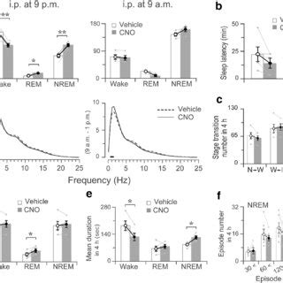 C Fos Expressions After Chemogenetic Activation Of Nigrostriatal And