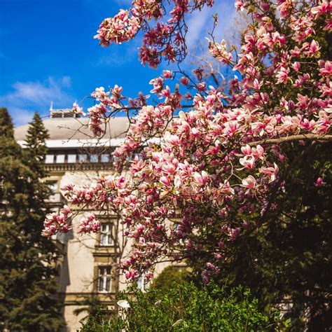 Margaret Island Is A Magical Place In Budapest Hubpages