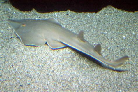 Common guitarfish - Alchetron, The Free Social Encyclopedia