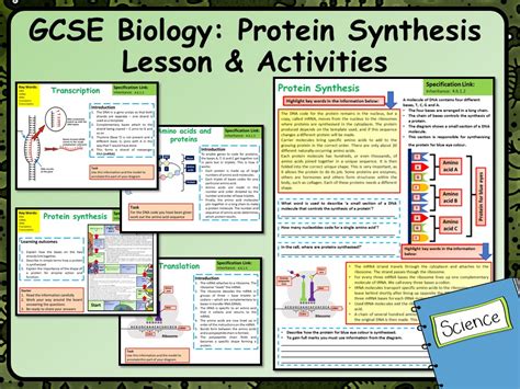 Protein Synthesis Diagram Gcse