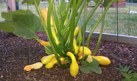 Squash Tomato Cages Other Ideas For The Great Outdoors Pinte