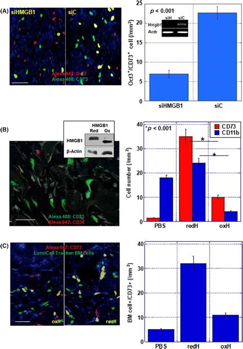 Differential Effect Of Reduced HMGB1 And Oxidized HMGB1 On Infiltration