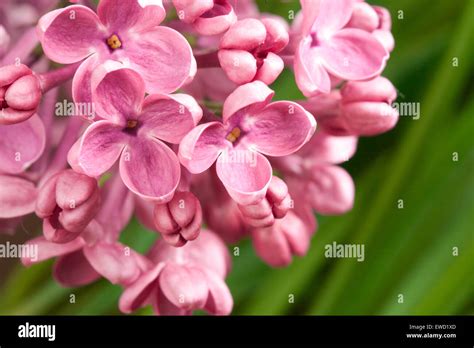Macro Image Of Spring Lilac Violet Flowers Stock Photo Alamy