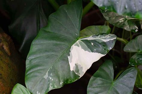 How To Overwinter Elephant Ear Plants