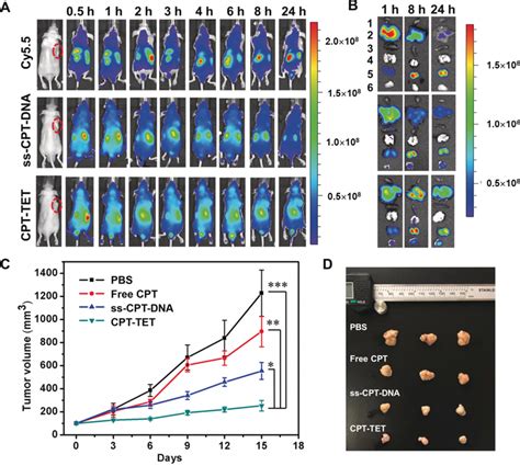 Biodistribution And In Vivo Antitumor Efficacy Of Cpt‐tet A In Vivo