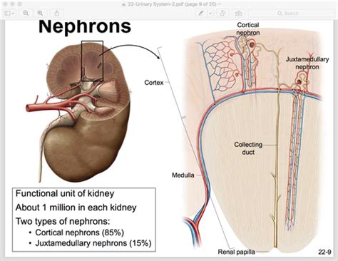 Renal Physiology Ii Tubular Function Flashcards Quizlet