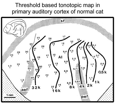 Tonotopic Map In Normal Cat Cortex Based On Single Unit Download