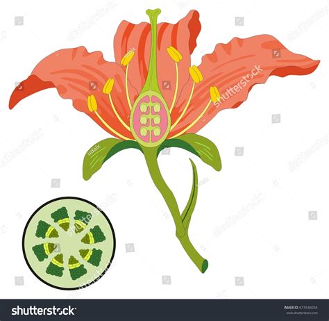 1459 Flower Parts Diagram Images Stock Photos And Vectors Shutterstock