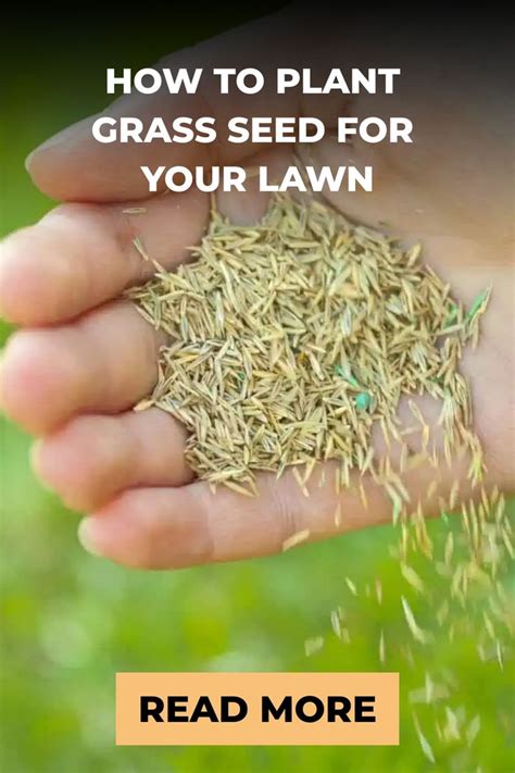 How To Plant Grass Seed For Your Lawn In 2024 Planting Grass Grass Seed Watering Grass